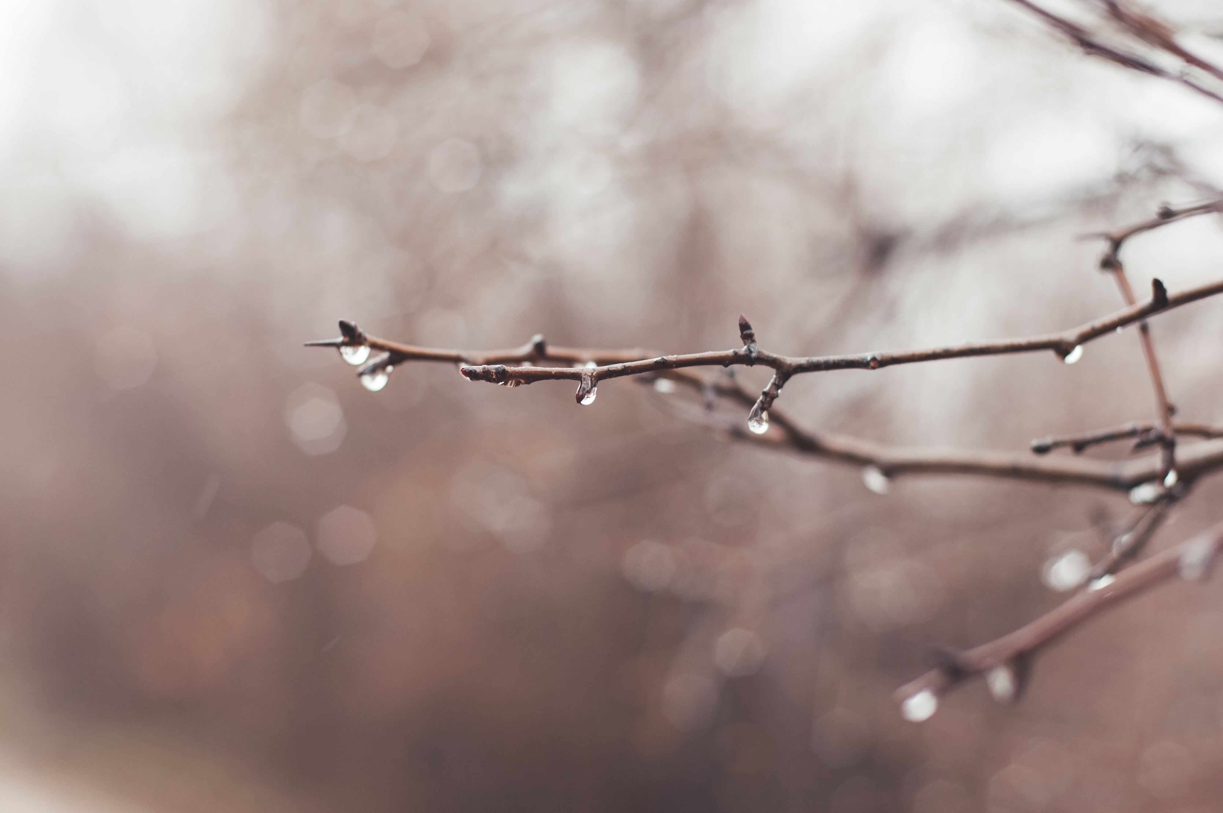 Rain drops drip from a tree branch