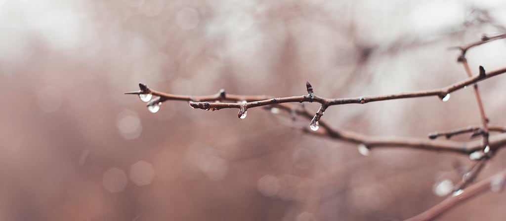 Rain drops drip from a tree branch