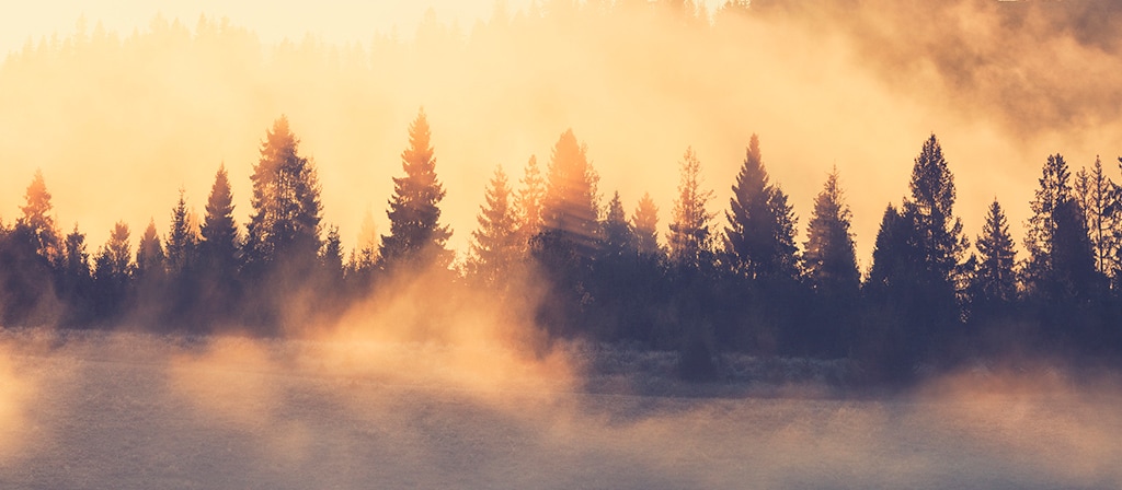Mist rises from a forest following the end of a rain storm