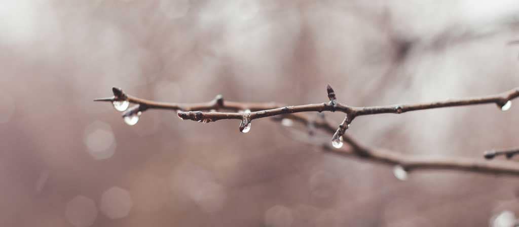 Las gotas de lluvia gotean de la rama de un árbol