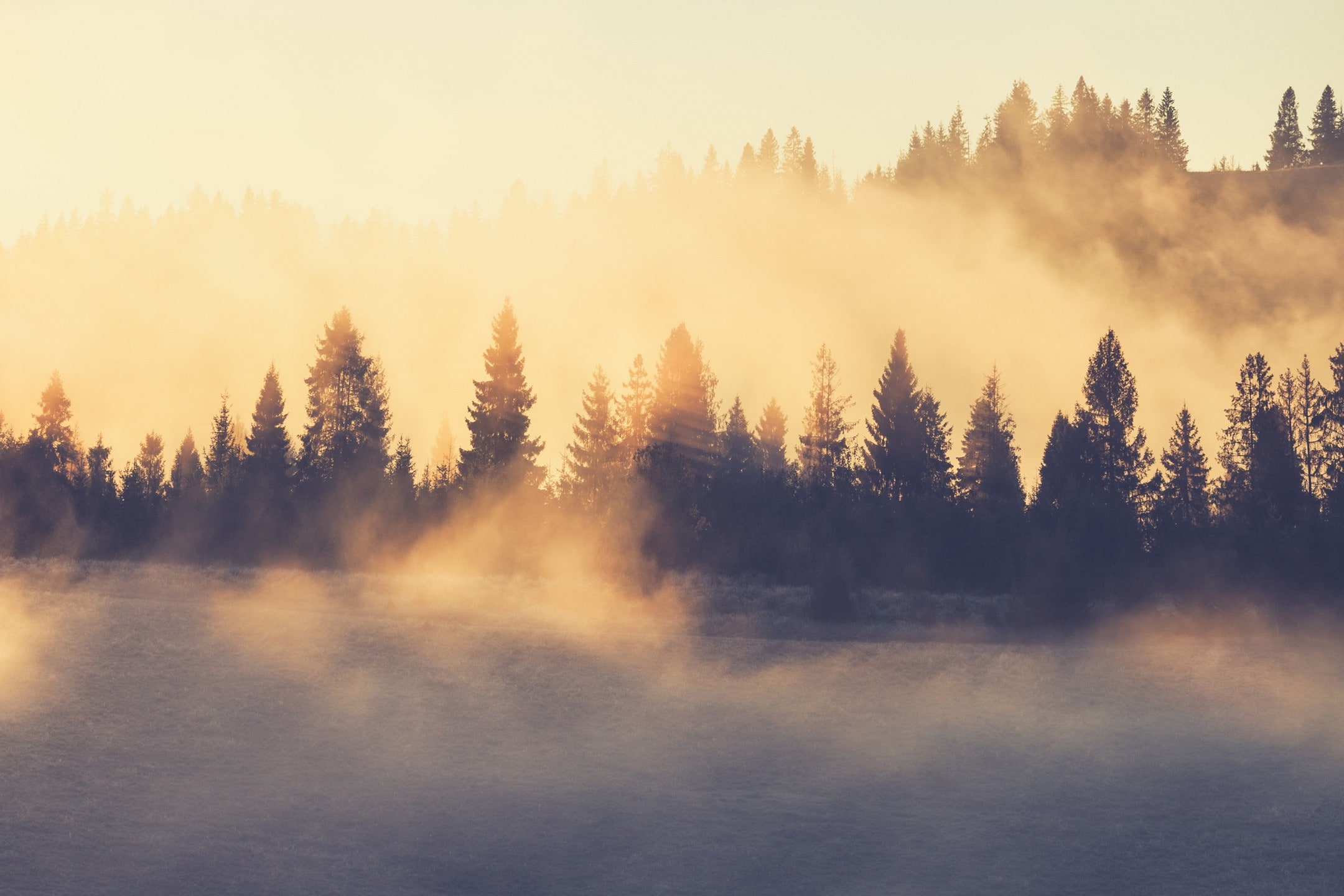 Mist rises from a forest following the end of a rain storm.