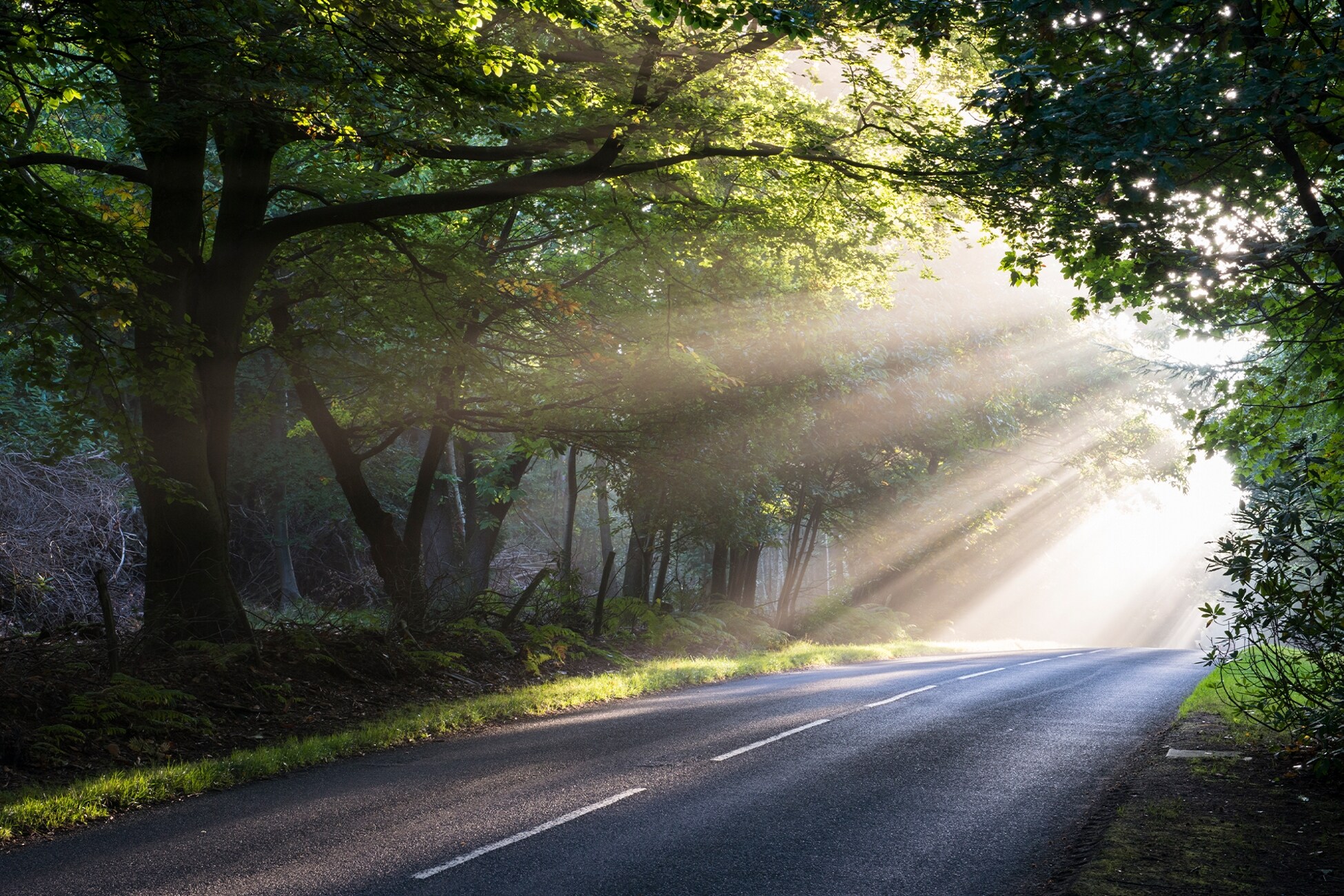 A scenic road with sun shining through it.