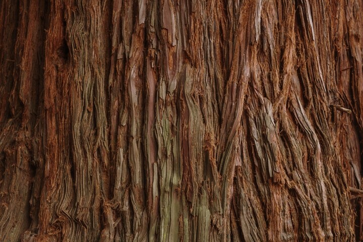 The bark of a redwood tree serves as inspiration for the Redwood theme