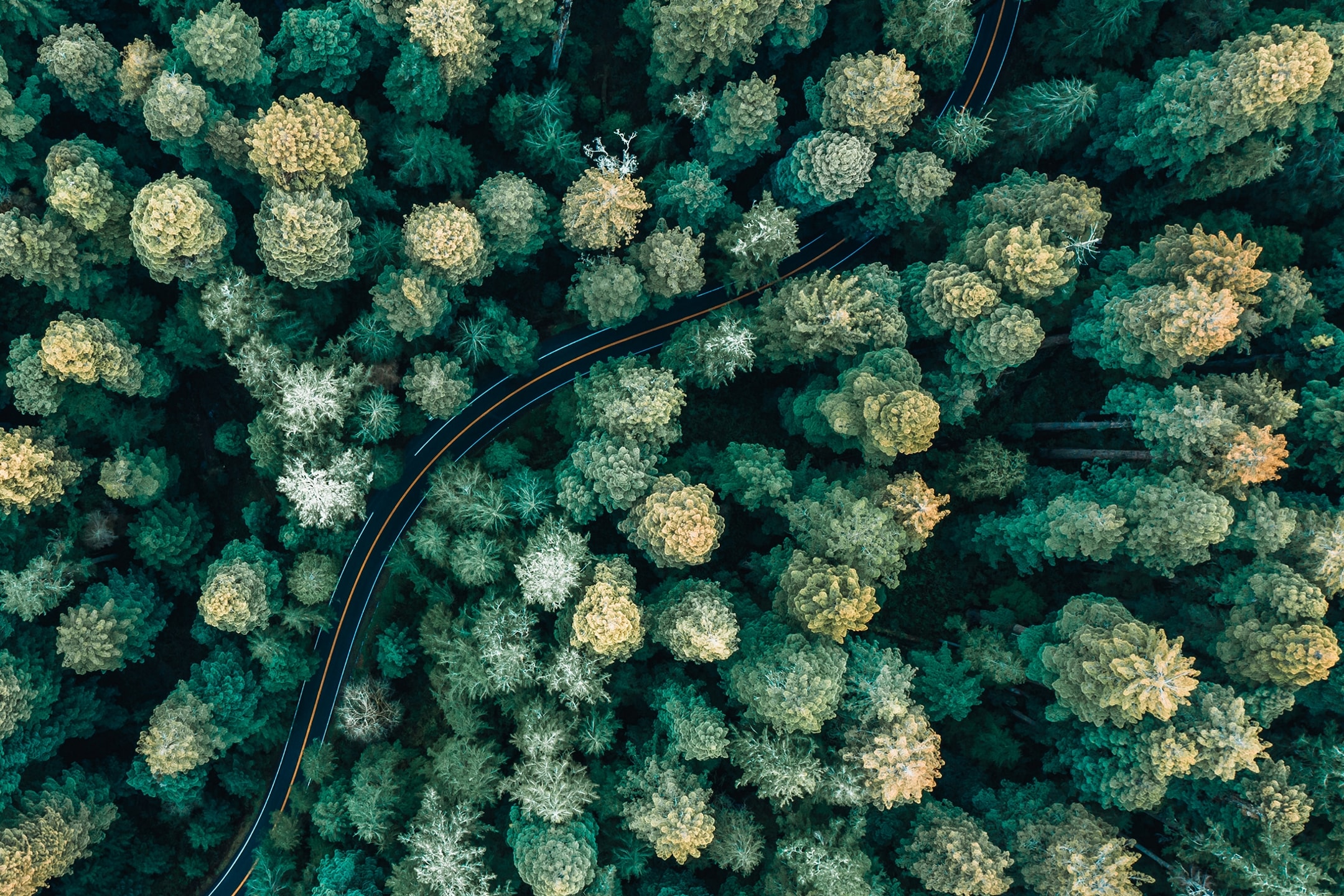 A forest scene serves as inspiration for the Lincoln Black Label Redwood interior theme