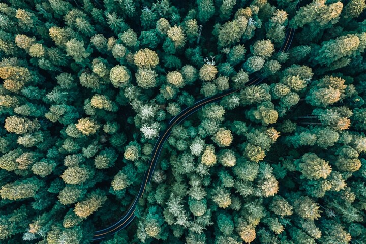 An overhead view of a redwood forest mimics the serene feeling of the Redwood theme